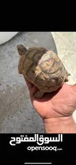  7 سلاحف بيبي وجمع الاحجام. تربيه مزرعه صحه ونظافه top.  يوجد سلاحف ازواج. موسم تكاثرهم.