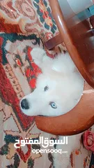  9 سامويد ..     Samoyed   .... The Samoyed is a pure dog. And rare eyes. Very smart dog