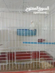  8 جوز حب ابيض البينو