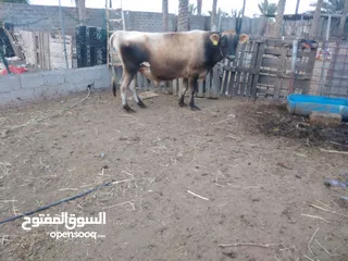  2 ثور جيرسي بيور للبيع