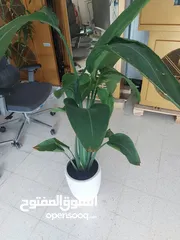  1 Rubber plants for home