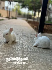  2 ارانب انقورا