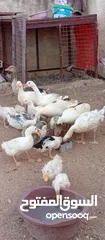  2 موجود وز وبط قطعه وحده