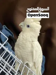  1 cockatoo parrot
