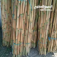  1 قصيب لسند الفلفل والشتال والمعرشات بأقل الاسعار والجوده اتصل بنا أو احجز على الواتس اب