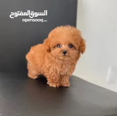  1 Toy Poodle Puppy
