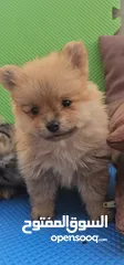  14 Pomerania pure