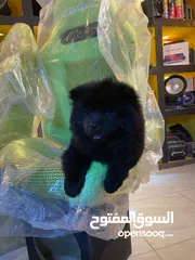  3 كلبين نوع تشاو شاو