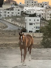  1 فرس انجليزيه فل مسجله في نادي السباق للخيول