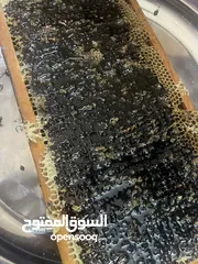  3 عسل حمضيات بلدي أصلي من كفريوبا