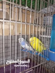  8 4 جواز حب و جوز روز بسعر حرق