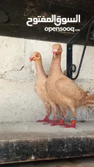  1 جواز حمام للبيع