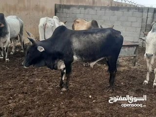  8 Eid Special: Best Prices on Somali Cows - Limited Stock Available!