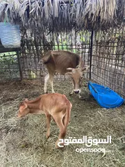  2 بقره عمانيه اصل هيه وبنتها