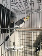  3 جوز كوكتيل شغال ميا بلميها بسعر مغري