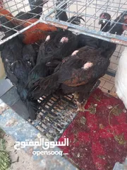 6 ست جاجا ت ودييكين