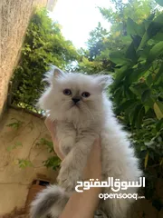  15 قطط هيمالايا