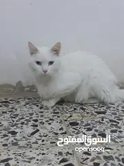  3 قطة شيرازي 