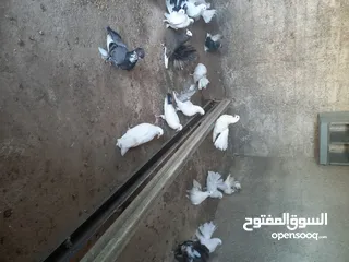  7 طيور حمام هزاز وكرينقوا