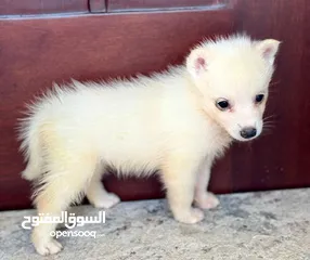  19 tea cup F3 Pomsky(Pomeranian /husky cross breed)puppies  and Pomeranian puppies available now