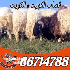  3 قصاب تحت الطلب جميع مناطق الكويت