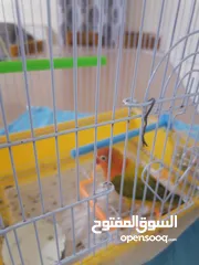  5 Fischer's lovebird for sale with cage and food for 1 month