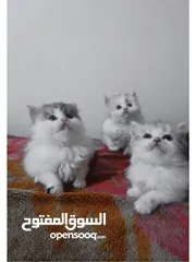  3 شيرازي&كيلوكي