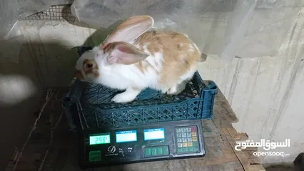  3 أربع أرانب ذكرين وانثايتين هجين ألماني