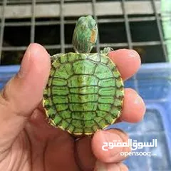  16 سلحفاه سلاحف برمائيه مائيه  بيبي سلحفاة الزينه الامازوني