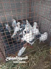  2 للبيع حمام عاديات ومعهن زوج مدينه اقراء الوصف