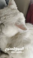  9 percian socialy kind withot voice persian cat