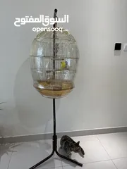  1 Birds with very clean and big cage with stand