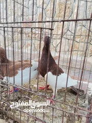  2 حمام  فاخر مكاوي احمر وملطش وياهودي اصفر واحمر واسود  ونوري  وذباني وبوز