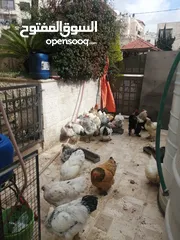  16 بسم الله الرحمن الرحيم متوفر 14 ديك براهما للبيع في عمان جبل الزهور