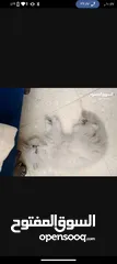 3 قطة هملايا صغيره للبيع