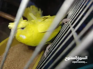 4 جوز حب هوجو رومو لاتينو  وردات فل شغال للبيع او للبدل علا جوز كنار .. اقرأ الوصف .. للبيع بدون قفص
