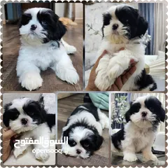  1 Home born Male Shihtzu puppy