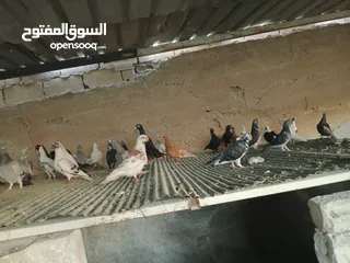  30 انواع حمام مشكلة للبيع