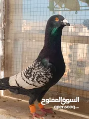  9 تشكيلة حمام مع جوز انجليزيات صفر نخب