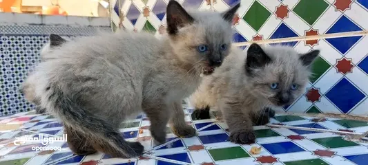  2 chaton puppies