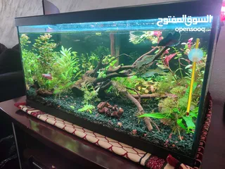  1 حوض نباتات اجنبي كريستال اكوائيل تحفه فنيه