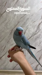 1 ذكر دره اليف ومتكلم