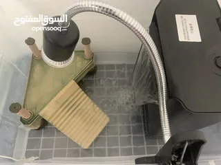 4 سلاحف برمائية اليفة
