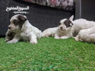  10 Shitzu puppies جراوي شيتزوا