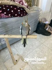 7 طيور كوكتيل للبيع