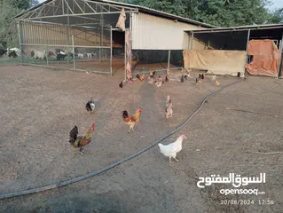  4 chicken for sale 50