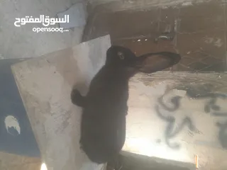  9 ارانب الماني