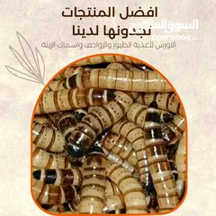  1 ميل ورم حي و سوبر ورم حي Melworms alive & Superworms alive