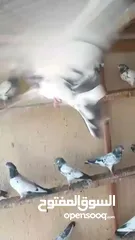  4 Pakistani pigeons