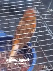  3 كنارات جوزين كرازيات المشمشيات بهذا اللون للبيع بدون قفص